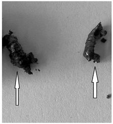 3,3′-(hydrazine-1,2-diyl)bis(1-(naphthalen-2-yloxy)propan-2-ol) as an ecofriendly insecticidal agent against