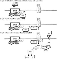 20-HETE RECEPTOR (GPR75) ANTAGONISTS AND METHODS OF USE