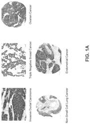 B7-H4 ANTIBODIES AND METHODS OF USE THEREOF