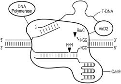 T-DNA MEDIATED GENETIC MODIFICATION