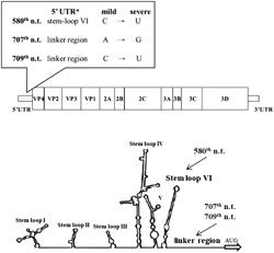 NOVEL ENTEROVIRUS 71 MUTATIONS ASSOCIATED WITH DISEASE SEVERITY