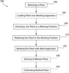 METHOD OF DECORATIVELY SCARIFYING PLANT LEAVES