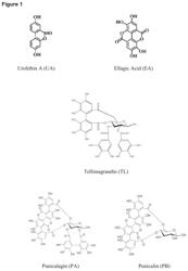 Compositions and methods for improving mitochondrial function and treating neurodegenerative diseases and cognitive disorders