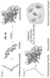 Nanoparticle-hydrogel composite for nucleic acid molecule delivery