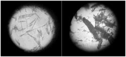 NOVEL SODIUM BUTYRATE PARTICLE AND PREPARATION METHOD THEREFOR