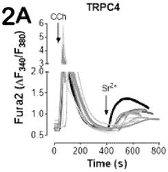 THE MODE OF ACTION OF N-MeDCPA ON TRPC CHANNELS