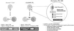 USE OF FUSION CONSTRUCTS FOR IL-2 INDEPENDENT T CELL THERAPY