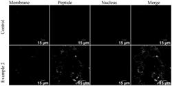 PEPTIDE COMPOUNDS FOR REDUCING SIDE EFFECTS OF CB1 RECEPTOR AGONISTS