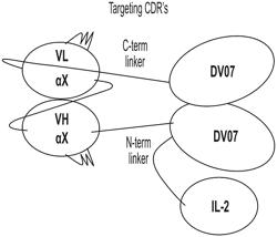 DUAL CYTOKINE FUSION PROTEINS COMPRISING IL-10