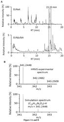 Lipopeptide compounds for the treatment of pain disorders