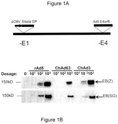 Chimpanzee adenoviral vector-based filovirus vaccines