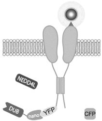 COMPOSITIONS AND METHODS FOR USING ENGINEERED DEUBIQUITINASES FOR PROBING UBIQUITIN-DEPENDENT CELLULAR PROCESSES