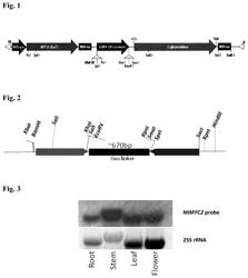 TRANSCRIPTION FACTORS THAT REGULATE NICOTINE BIOSYNTHESIS IN TOBACCO