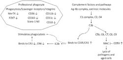 COMPOSITIONS, KITS, AND METHODS FOR DETECTING PRECLINICAL ALZHEIMER'S DISEASE