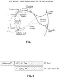 Varicella zoster virus (VZV) vaccine