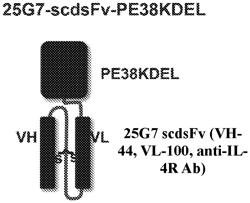 COMPLEX OF ANTI-IL-4R ANTIBODY OR ANTIGEN-BINDING FRAGMENT THEREOF AND MEDICAL USE THEREOF