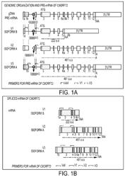 RAAV-BASED COMPOSITIONS AND METHODS FOR TREATING AMYOTROPHIC LATERAL SCLEROSIS