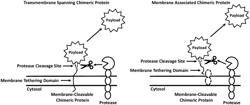 PROTEIN PAYLOAD RELEASE