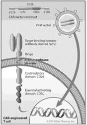 DIAGNOSTIC METHODS FOR T CELL THERAPY