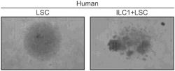 METHODS OF PREPARING AND EXPANDING TYPE I INNATE LYMPHOID CELLS AND THERAPEUTIC USES THEREOF