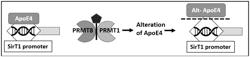 COMPOSITIONS AND METHODS FOR TREATING NEURODEGENERATIVE DISEASES AND DISORDERS