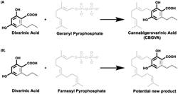 BIOSYNTHESIS OF CANNABINOID PRECURSORS USING NOVEL AROMATIC PRENYL TRANSFERASES