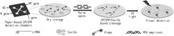 Multiplexed, CRISPR-based Diagnostics of SARS-CoV-2 in Autonomous Microfluidic Device