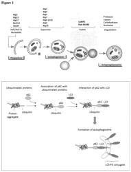 Enhancing autophagy or increasing longevity by administration of urolithins