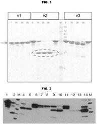 Modified meningococcal fHbp polypeptides