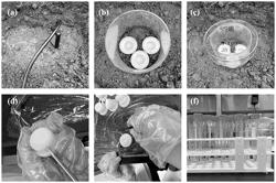 Model for predicting bioavailability of arsenic in site soil and construction method and application thereof