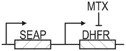 METHODS TO STABILIZE MAMMALIAN CELLS