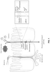 Production procedure for Alquernat Coneb, a functional feed based on alliin, carvacrol, cimenol and inulin from vegetable extracts, to be used in the prevention of parasitic infestations in poultry feed