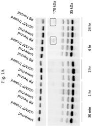 Halogenated xanthenes as vaccine adjuvants