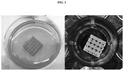 Human nasal turbinate-derived mesenchymal stem cell-based, 3D bioprinted construct, and use thereof