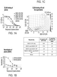 Pan-ebola virus neutralizing human antibodies and methods of use therefor