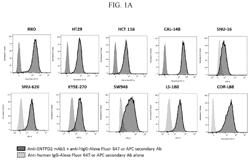 ENTPD2 antibodies, combination therapies, and methods of using the antibodies and combination therapies