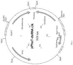 Transgenic microalgae and use thereof as a feed for delivery of interfering RNA molecules