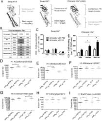 CHIMERIC INFLUENZA VACCINES