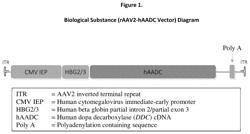 GENE THERAPY FOR AADC DEFICIENCY