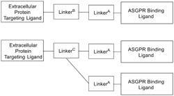 POTENT ASGPR-BINDING COMPOUNDS FOR THE DEGRADATION OF IMMUNOGLOBULINS AND OTHER PROTEINS