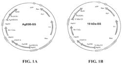 Tuberculosis Compositions And Methods Of Using The Same