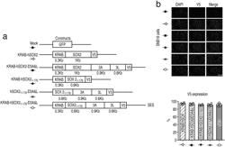 EPIGENETIC SILENCING FOR TREATMENT OF CANCER