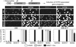 METHODS AND COMPOSITIONS FOR GENERATING EMBRYOS IN VITRO FROM PLURIPOTENT STEM CELLS