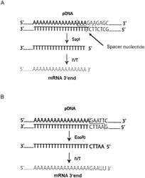 METHOD OF REDUCING THE IMMUNOSTIMULATORY PROPERTIES OF IN VITRO TRANSCRIBED RNA