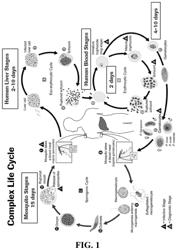 COMPOSITIONS AND METHODS FOR DETECTION OF MALARIA