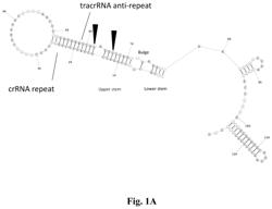 OMNI-59, 61, 67, 76, 79, 80, 81, and 82 CRISPR nucleases