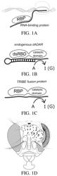 Compositions and methods for identifying RNA binding polypeptide targets