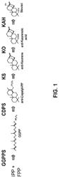 Recombinant Production of Steviol Glycosides