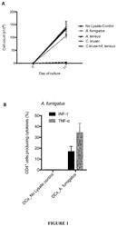 Adoptive T cell therapy 2