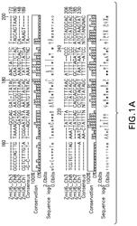 Compositions and methods for site directed genomic modification